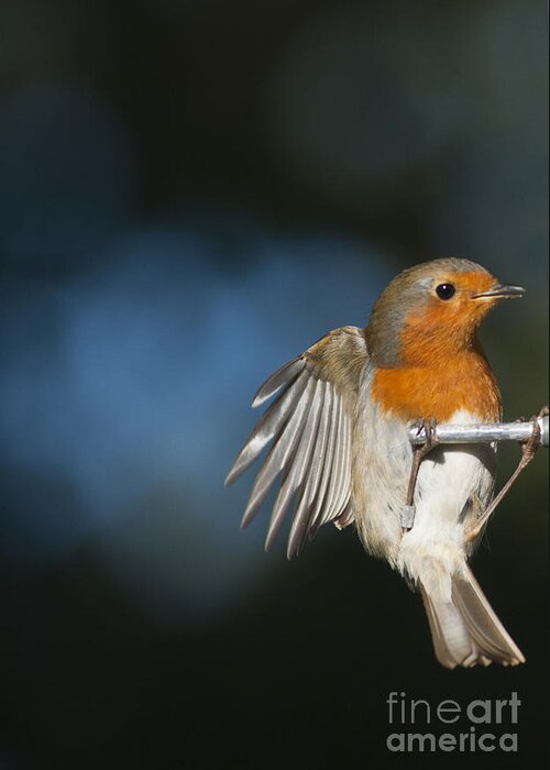 Britain Greeting Card featuring the photograph Robin by Andrew Michael