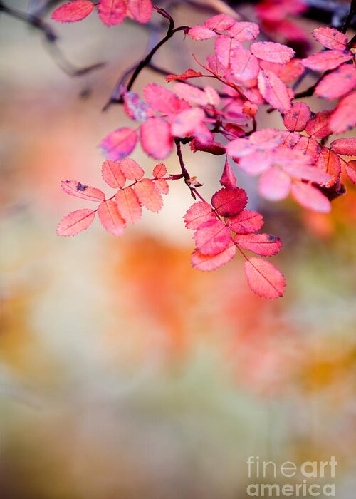 Autumn Greeting Card featuring the photograph Rose in autumn by Kati Finell