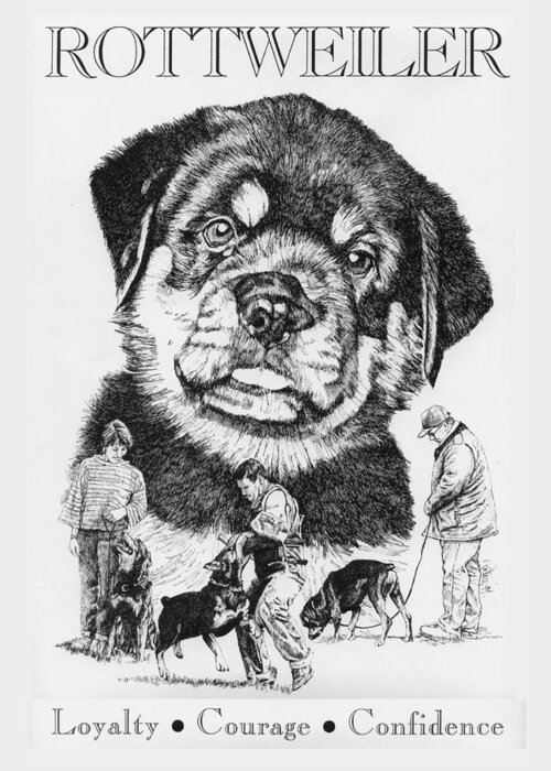 Rottweiler Greeting Card featuring the drawing Rottweiler by Patrice Clarkson