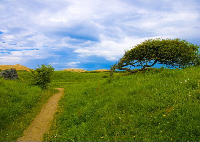Landscape Greeting Card featuring the photograph Rubjerg path by Mike Santis