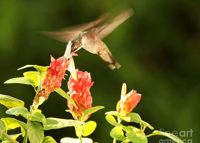 Hummingbird Photography Greeting Card featuring the photograph Ruby Throat Hummingbird by Luana K Perez