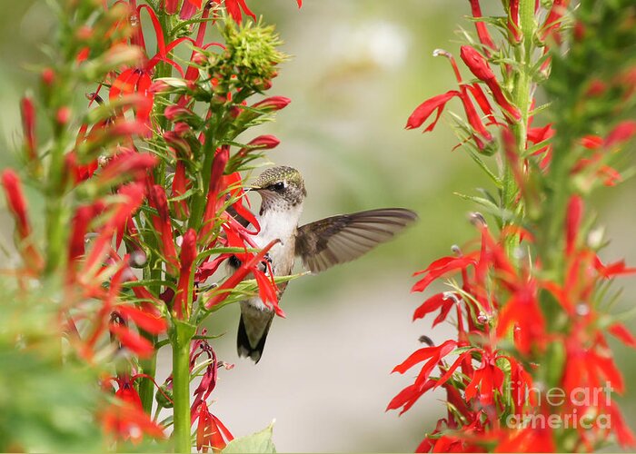 Ruby-throated Hummingbird Greeting Card featuring the photograph Ruby-throated Hummingbird And Cardinal Flower by Robert E Alter Reflections of Infinity