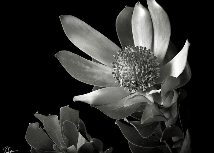 Flower Greeting Card featuring the photograph Safari Sunset in Black and White by Endre Balogh