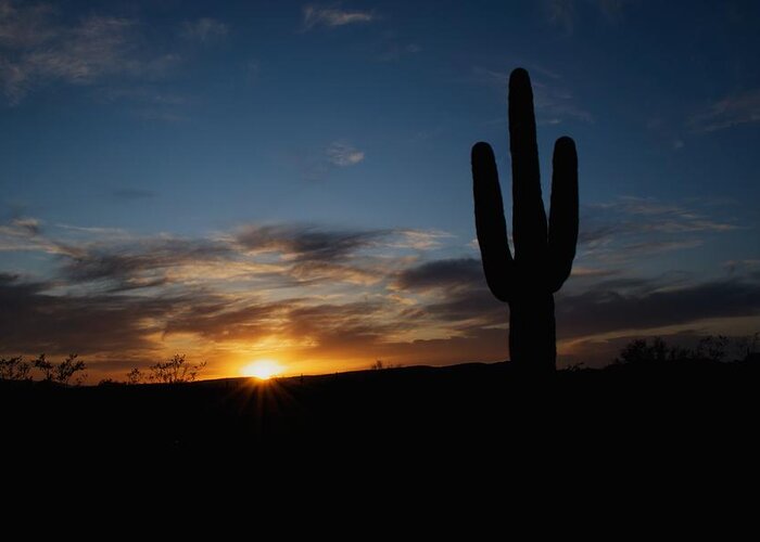 Arid Greeting Card featuring the photograph Saguaro cactus at sunset by C Thomas Willard