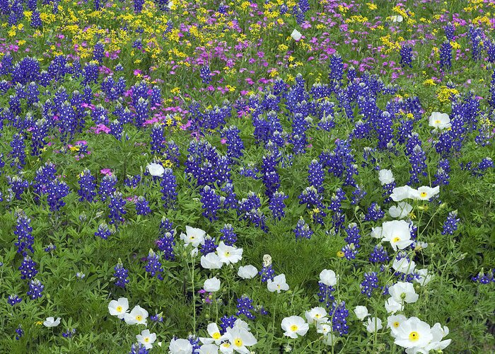 00176485 Greeting Card featuring the photograph Sand Bluebonnet Pointed Phlox by Tim Fitzharris