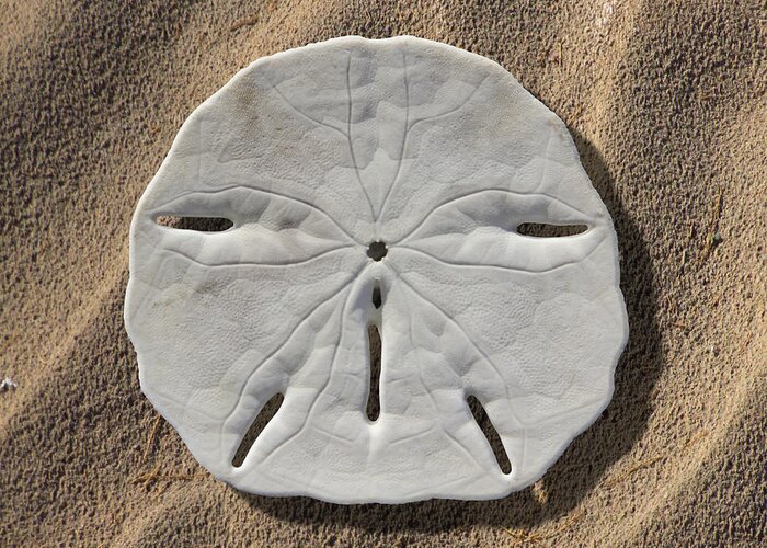 Sand Dollar Greeting Card featuring the photograph Sand Dollar Tails by Mike McGlothlen