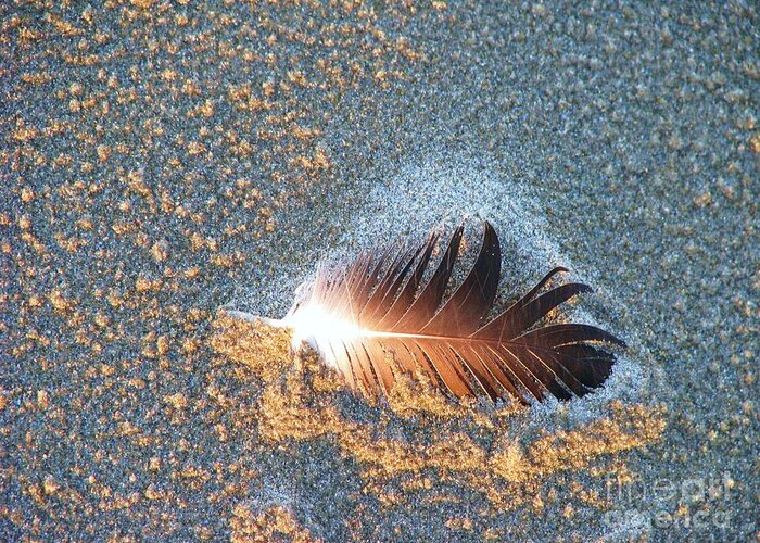 Beach Greeting Card featuring the photograph Sand sculptured Feather by Michele Penner