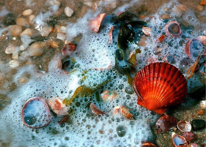 Nature Greeting Card featuring the photograph Scallop and Seaweed 11C by Gerry Gantt