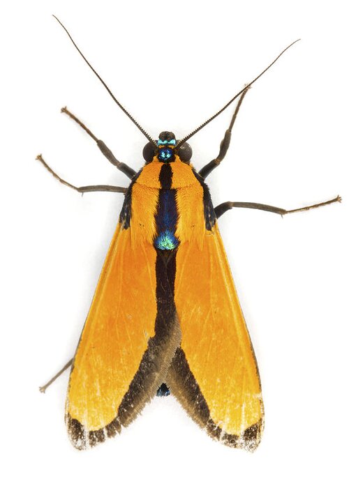 00478751 Greeting Card featuring the photograph Scape Moth Tapanti Np Costa Rica by Piotr Naskrecki