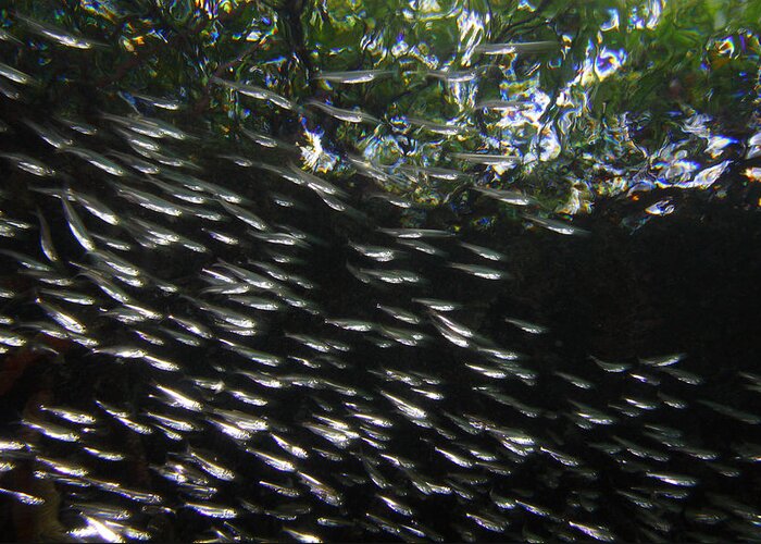 00463207 Greeting Card featuring the photograph Schooling Fish Under Red Mangrove by Christian Ziegler