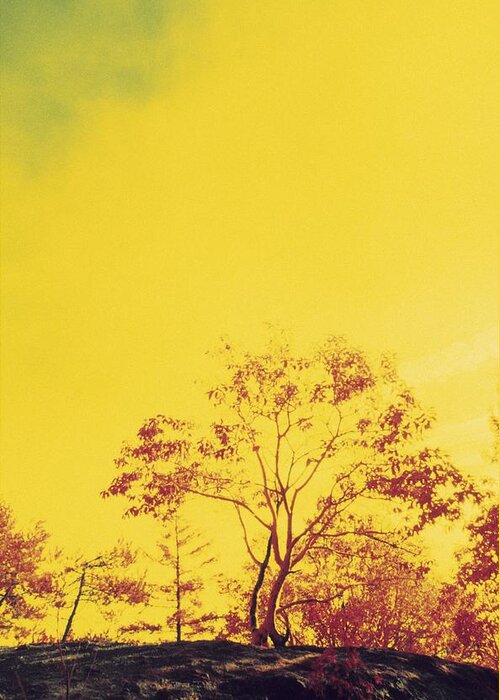 Plant Greeting Card featuring the photograph Scorched Tree, Conceptual Image by Alan Sirulnikoff