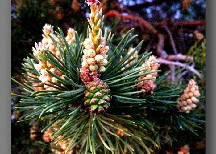 Photooftheday Greeting Card featuring the photograph Scotch Pine by Paul Cutright