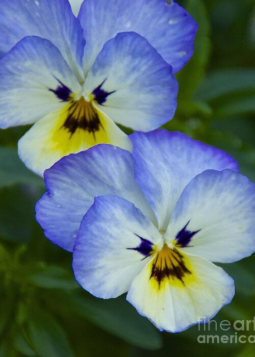 Photography Greeting Card featuring the photograph Scowling Pansies by Sean Griffin