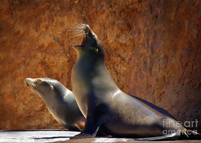 Animal Greeting Card featuring the photograph Sea Lions by Carlos Caetano