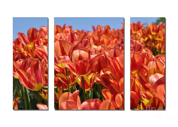 Flowers Greeting Card featuring the photograph Sea of Tulips by Elaine Manley