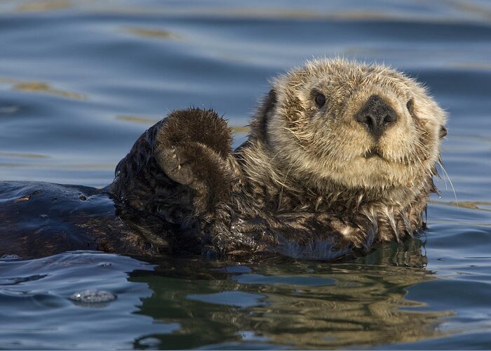 00438490 Greeting Card featuring the photograph Sea Otter Monterey Bay California by Suzi Eszterhas