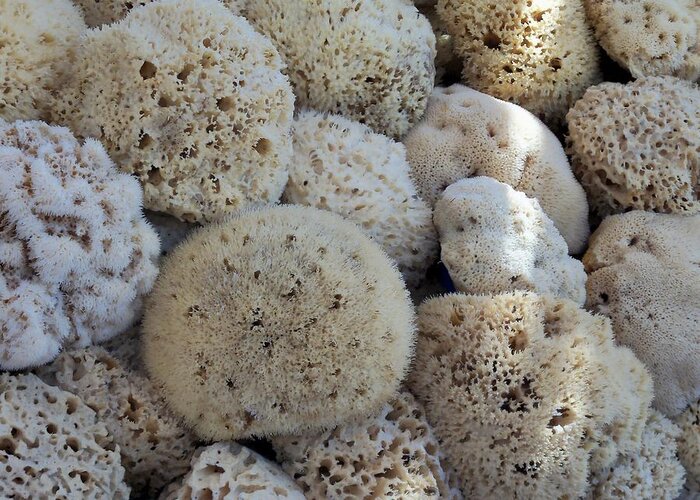 Sandy Collier Greeting Card featuring the photograph Sea Sponges by Sandy Collier