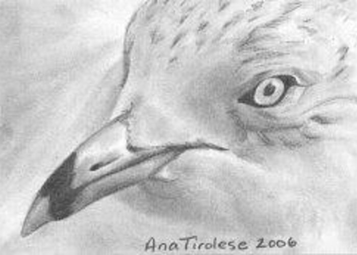 Bird Greeting Card featuring the drawing Seagull - ACEO by Ana Tirolese