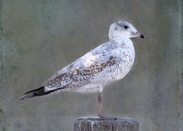 Seagull Greeting Card featuring the photograph Seagull by Betty LaRue