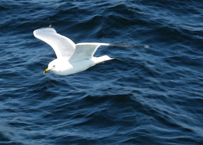 Nature Greeting Card featuring the photograph Seagull Flying Over the Waves WC by Lyle Crump