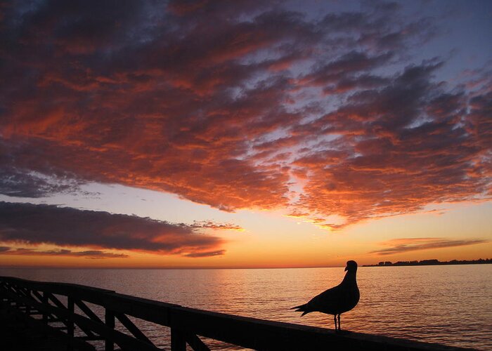 Seagull Greeting Card featuring the photograph Seagull Sunset by Amelia Racca
