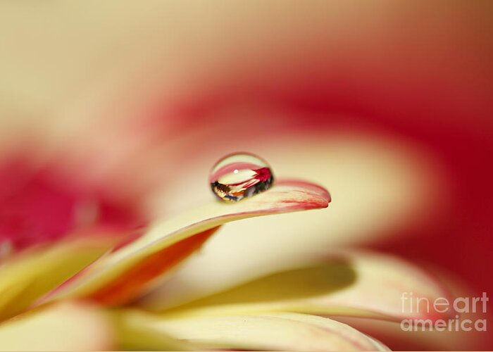 Floral Greeting Card featuring the photograph Secret World in a Drop by Susan Gary