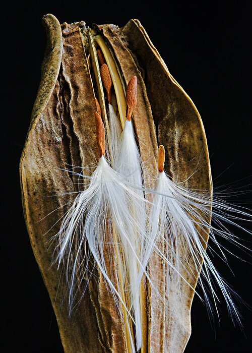 St Lucia Greeting Card featuring the photograph Seed Pod-3- St Lucia by Chester Williams