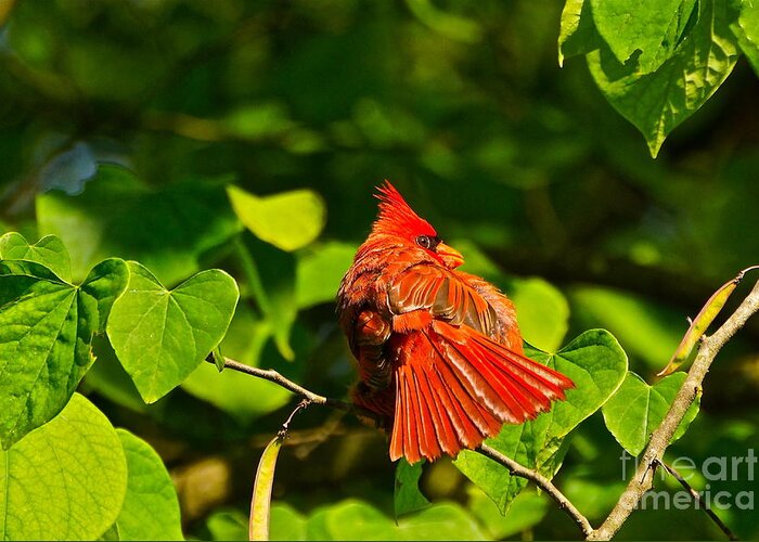 Cardinal In Tree Greeting Card featuring the photograph Seeya Later by Byron Varvarigos