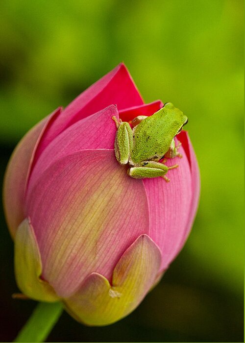 Amphibians Greeting Card featuring the photograph Serene by Jean Noren