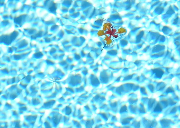 Flowers In Pool Greeting Card featuring the photograph Set Adrift 2 by Kip Vidrine