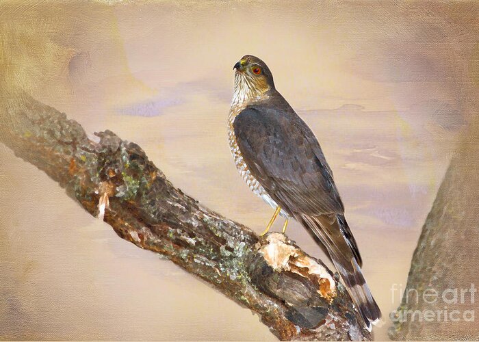 Sharp Shinned Hawk Greeting Card featuring the photograph Sharp-shinned Hawk by Betty LaRue