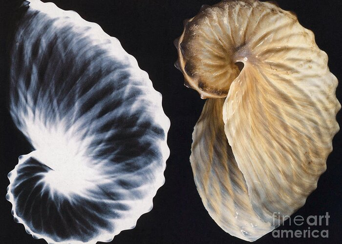 X-ray Greeting Card featuring the photograph Shell X-ray by Photo Researchers