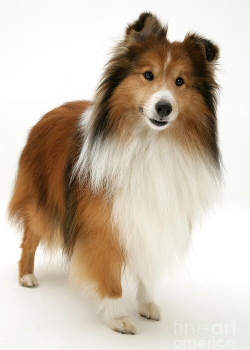 Animal Greeting Card featuring the photograph Sheltie by Jane Burton