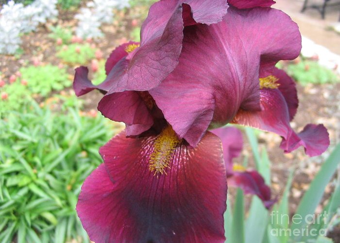 Iris Greeting Card featuring the photograph Show Your Tongue by Mark Robbins