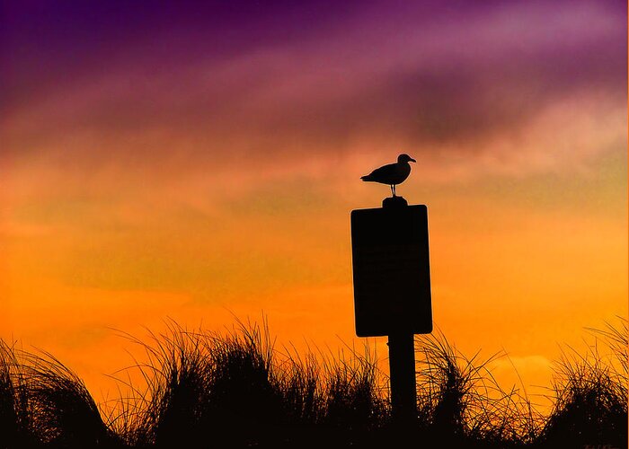 Silhouette Seagull Canvas Prints Greeting Card featuring the photograph Silhouette Seagull by Wendy McKennon