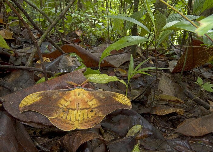 00298278 Greeting Card featuring the photograph Silk Moth Amid Leaf Litter Costa Rica by Piotr Naskrecki