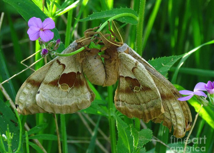 Butterfly Greeting Card featuring the photograph Silkmoth Love by Deborah Johnson