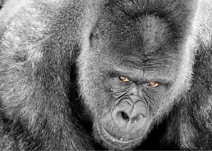 Ape Greeting Card featuring the photograph Silverback Staredown by Jason Politte