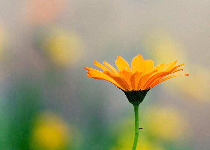 Wildflower Floral Yellow Tones Dof Bokeh Greeting Card featuring the photograph Simplicity by Joel Olives