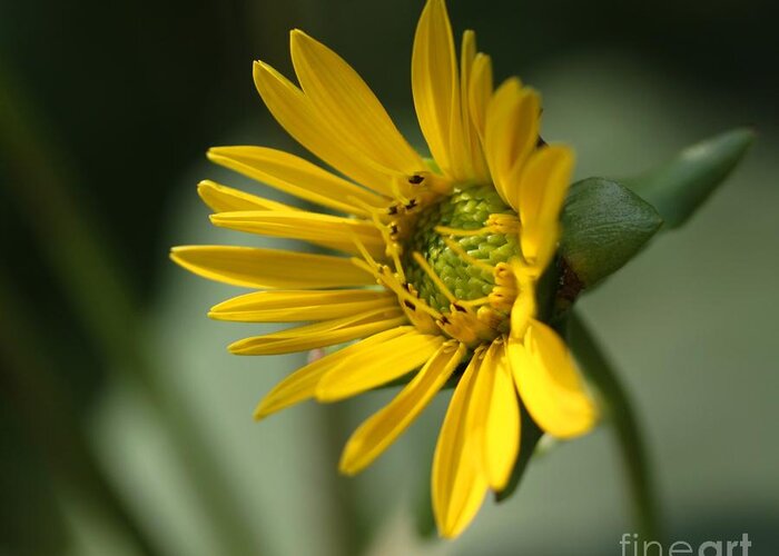 Floral Greeting Card featuring the photograph Single Sun Daisy by Freda Sbordoni