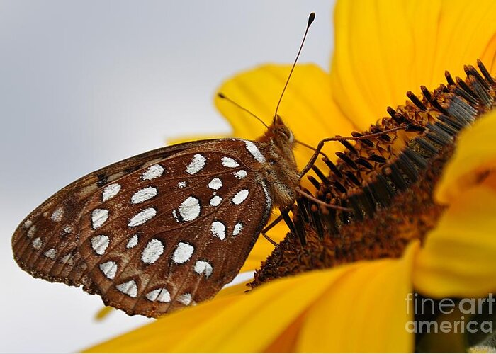 Butterfly Greeting Card featuring the photograph Sitting Sunny by Cheryl Baxter