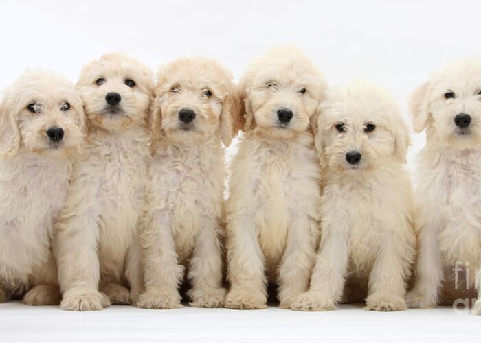 Animal Greeting Card featuring the photograph Six Labradoodle Pups by Mark Taylor