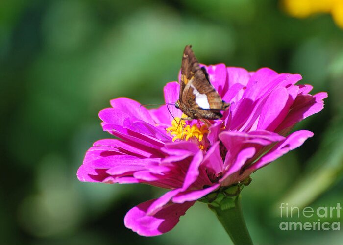 Skipper Butterfly On Purple Zinnia Print Greeting Card featuring the photograph Skipper Butterfly on Purple Zinnia by Lila Fisher-Wenzel