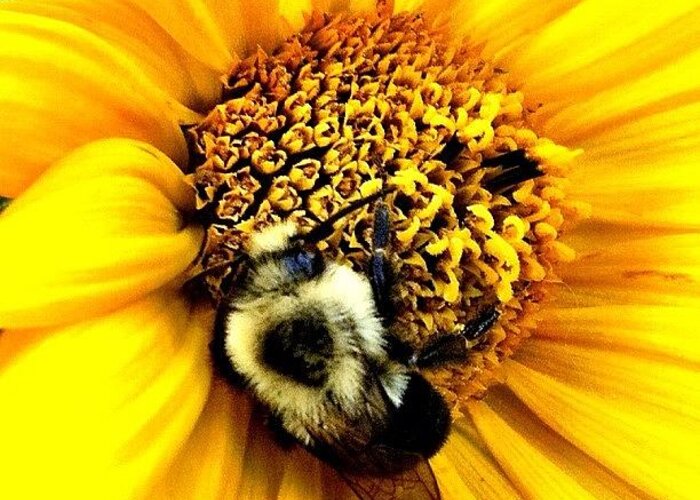Sunflower Greeting Card featuring the photograph Sleeping Bee Close Up #bee #sunflower by Lisa Thomas