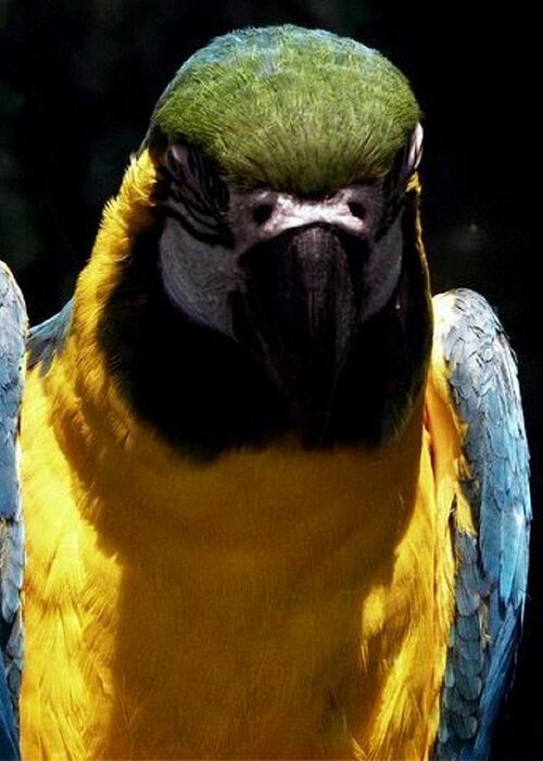 Macaw Greeting Card featuring the photograph Sleepy by Kim Galluzzo Wozniak