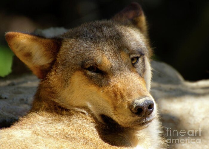 Animal Photograph Greeting Card featuring the photograph Sleepy Wolf by Charles Lupica
