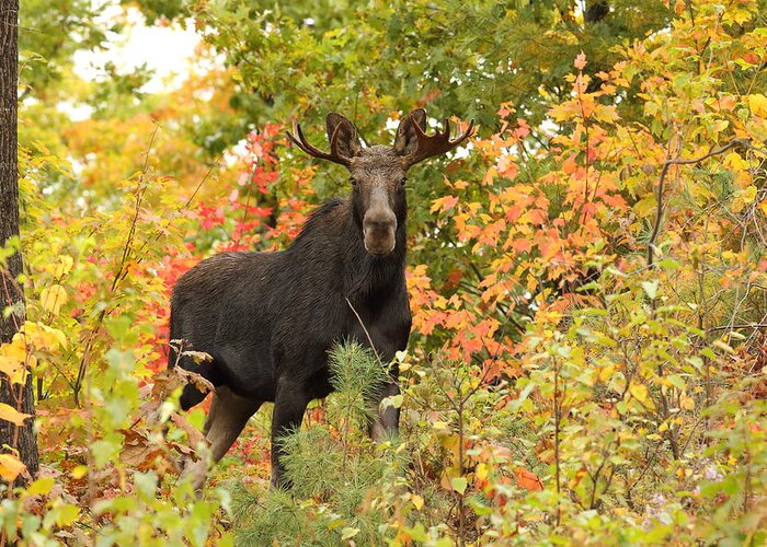 Moose Greeting Card featuring the photograph Small Bull in Awesome Foliage by Duane Cross