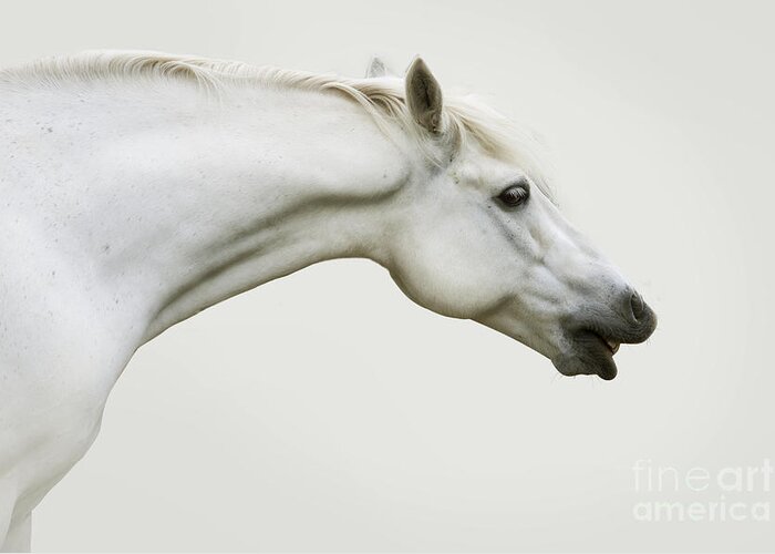 Grey Greeting Card featuring the photograph Smiling Grey Pony by Ethiriel Photography