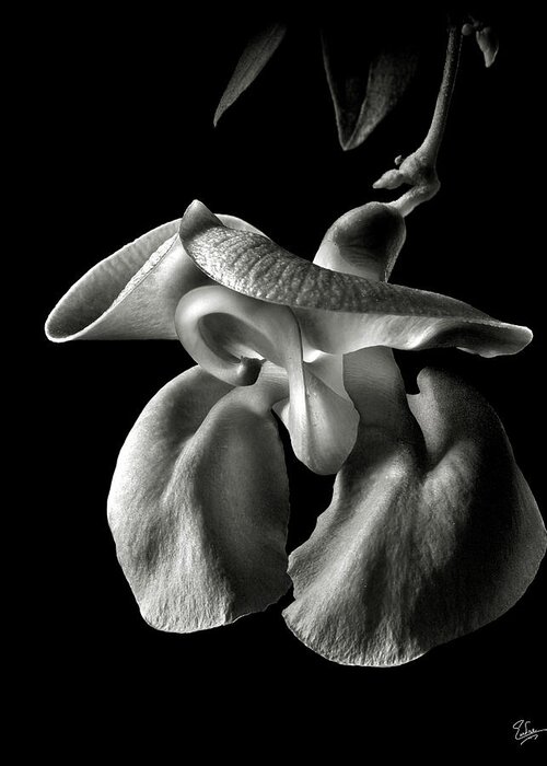 Flower Greeting Card featuring the photograph Snail Flower in Black and White by Endre Balogh