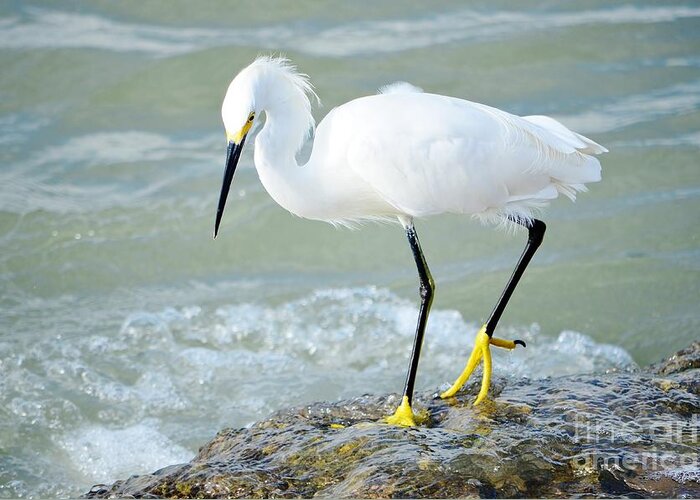 Snowy Egret Greeting Card featuring the photograph Snow Bird by Lynda Dawson-Youngclaus